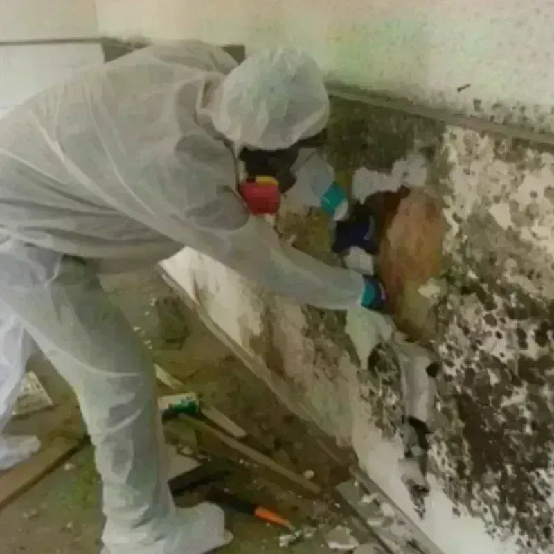 Mold Remediation and Removal in Ashtabula, OH